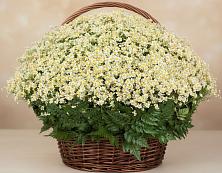 Цветочная композиция из Ромашки в корзине #REPLACE_PRED# Котельники