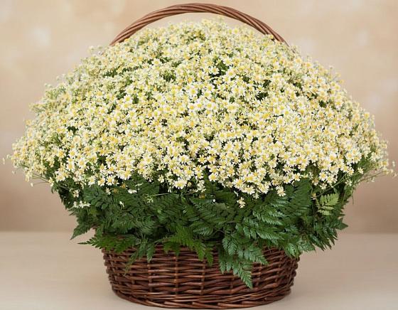 Цветочная композиция из Ромашки в корзине в Котельники