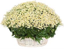 Цветочная композиция из Ромашки в корзине #REPLACE_PRED# Котельники